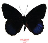 Eunica excelsa (Peru)